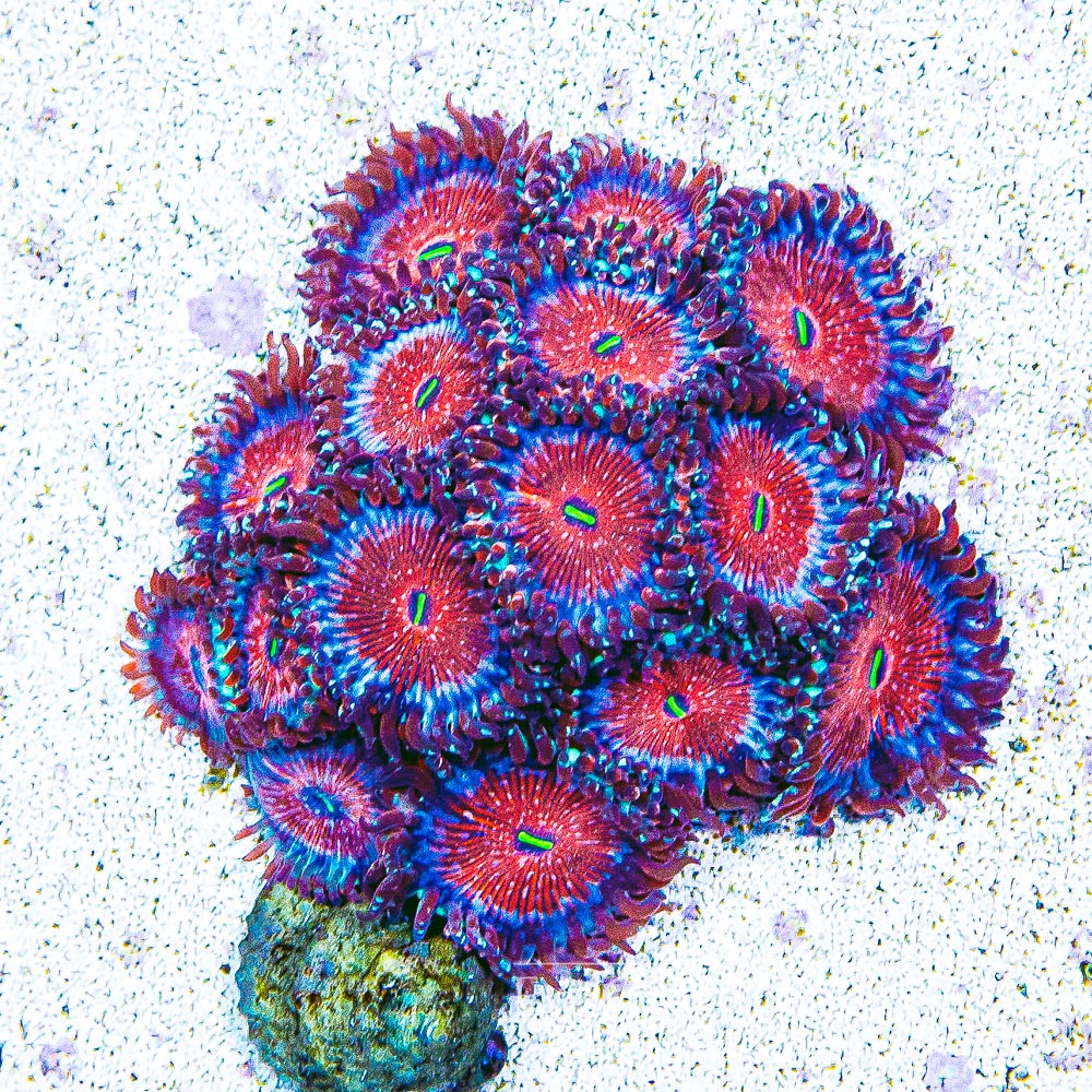 ECC Seduction Zoanthid Frag (2+ Polyp Average)
