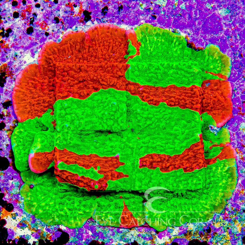 ECC Nuclear Red Montipora Frag