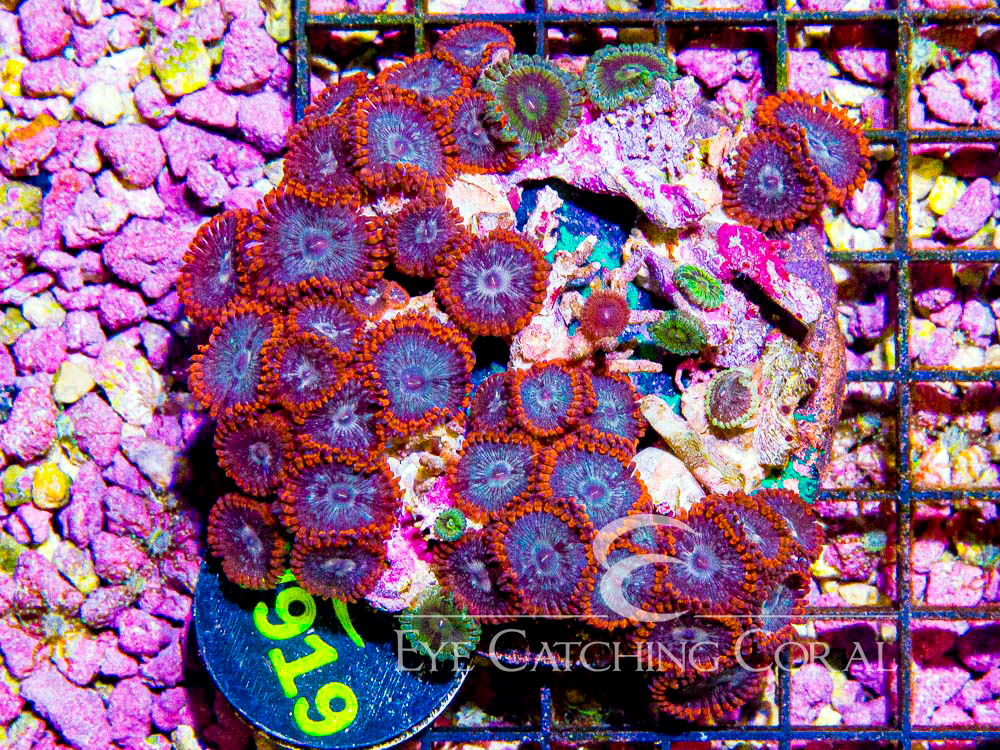 Indo Zoanthid L - Disc W919