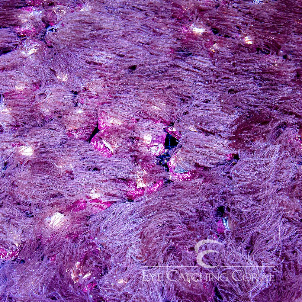 ECC Waving Hand Anthelia Mini Colony