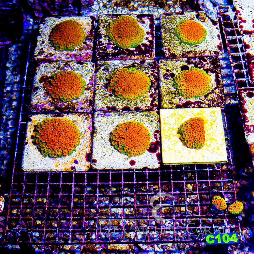 ECC Burning Sunset Goniopora Frag