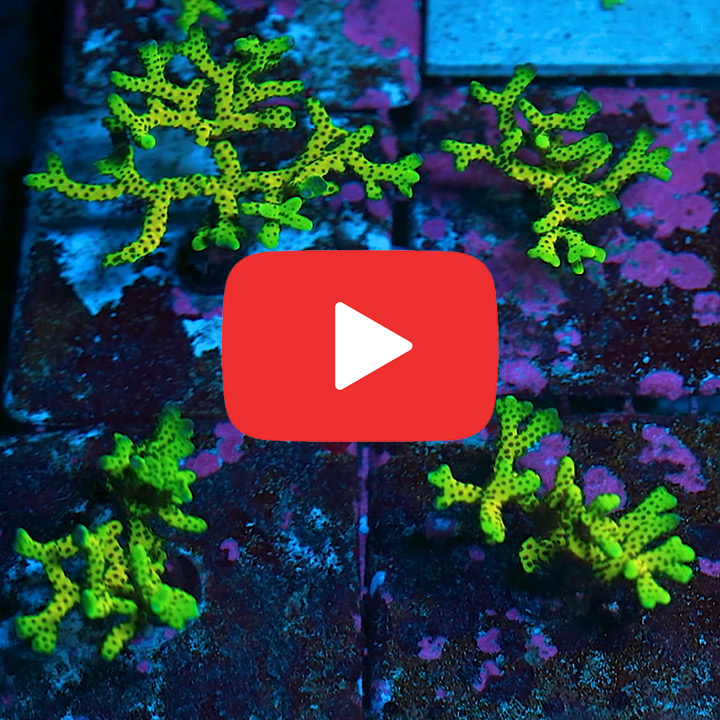 ECC Atomic Lightning Anacropora Frag