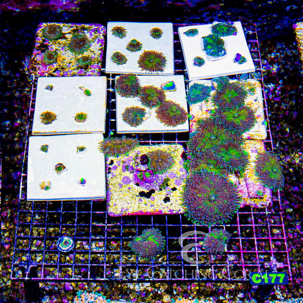 ECC Supernova Yuma Frag