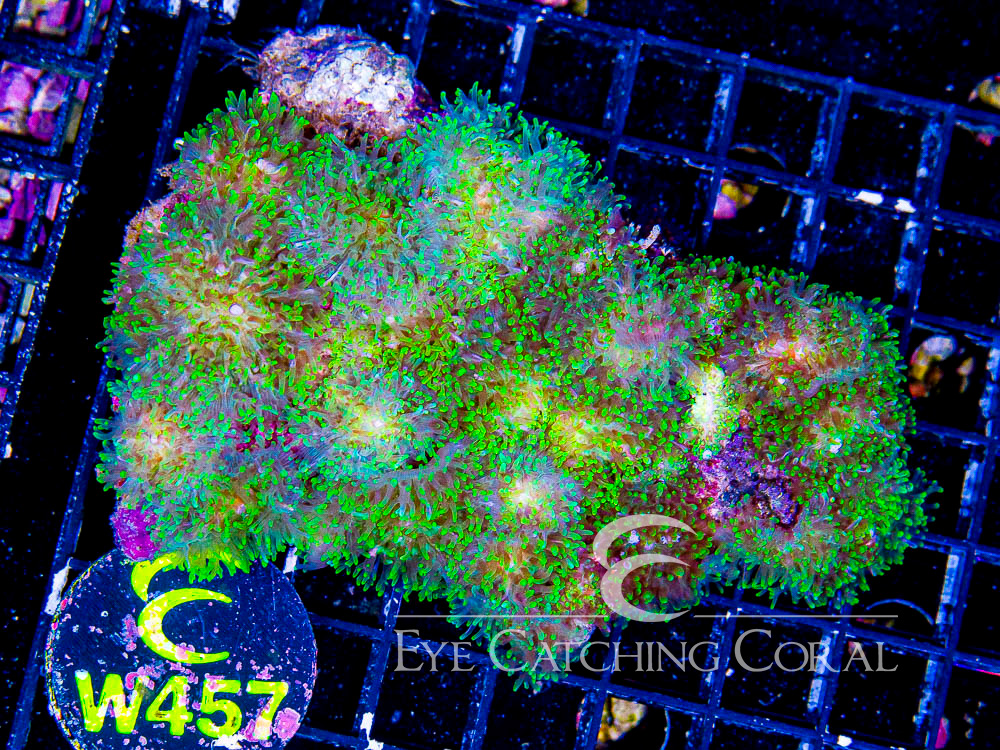 Indo Hairy Mushroom Neon Green L - Disc W457