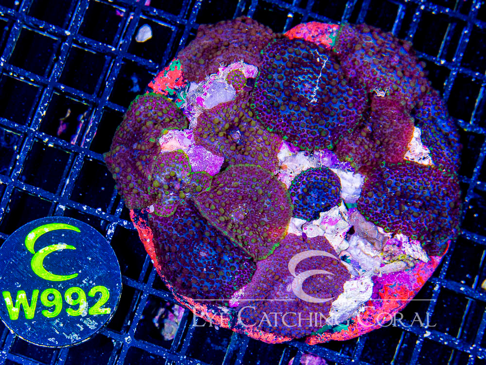 Indo Disco Mushroom Lava Flow XL - Disc W992