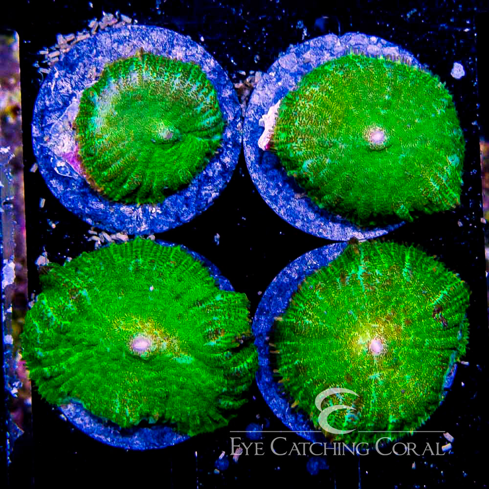 Green Rhodactis Mushroom Frag