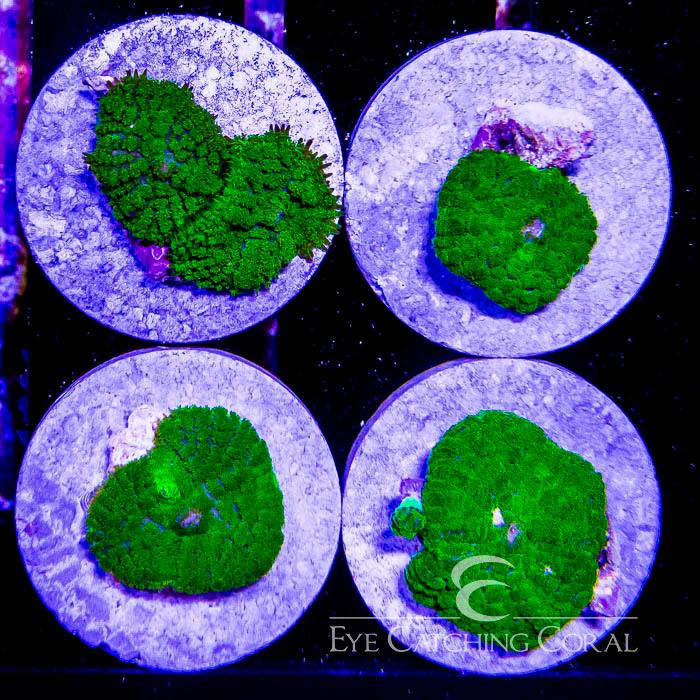 Green Rhodactis Mushroom Frag