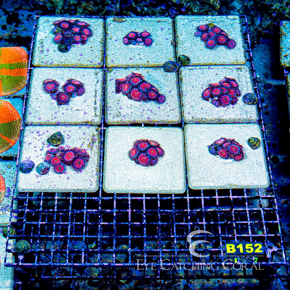 ECC Seduction Zoanthid Frag (2+ Polyp Average)