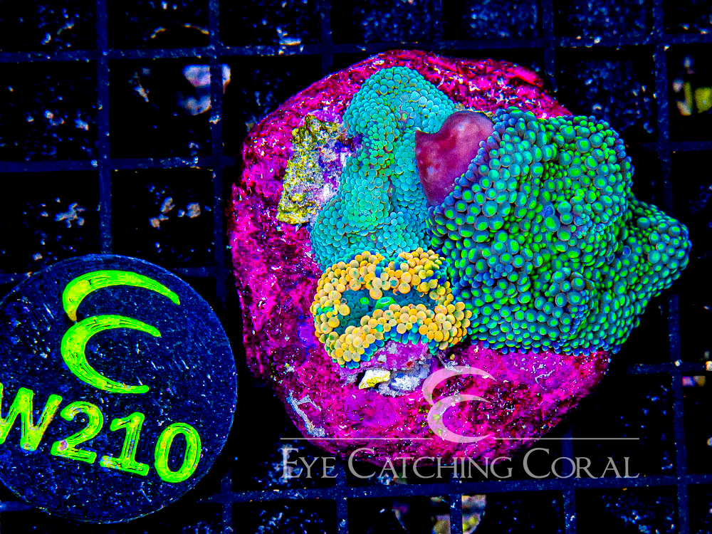 Florida Ricordea Colony (On 2-2.5