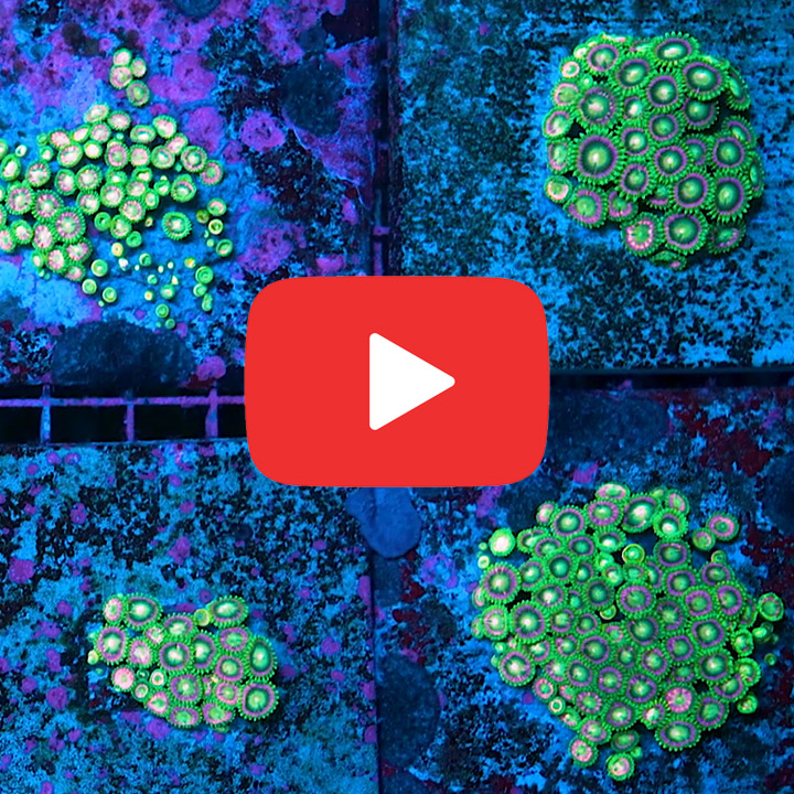 ECC Lemoncello Zoanthid Frag (4+ Polyp Average)