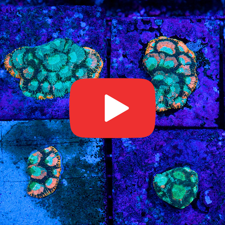 ECC Flamingo Splatter Echinata Frag
