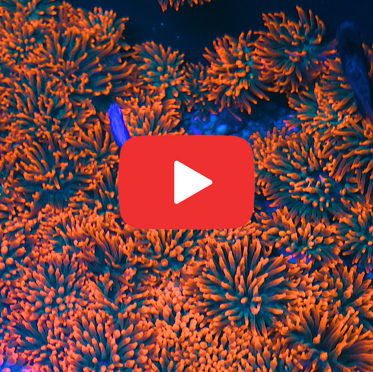 Spectacular Eye Catching Coral Abstract Concept Spectacular Eye Catching Coral Abstract Concept