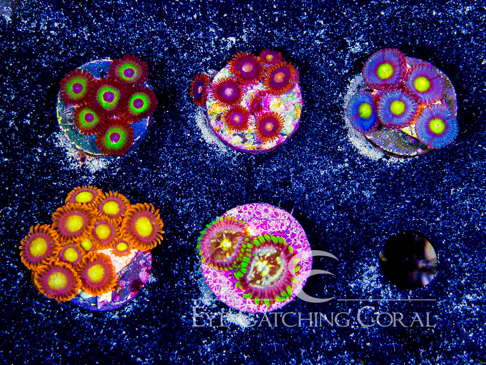 ECC Assorted Zoanthids Aquacultured Coral Frag Pack