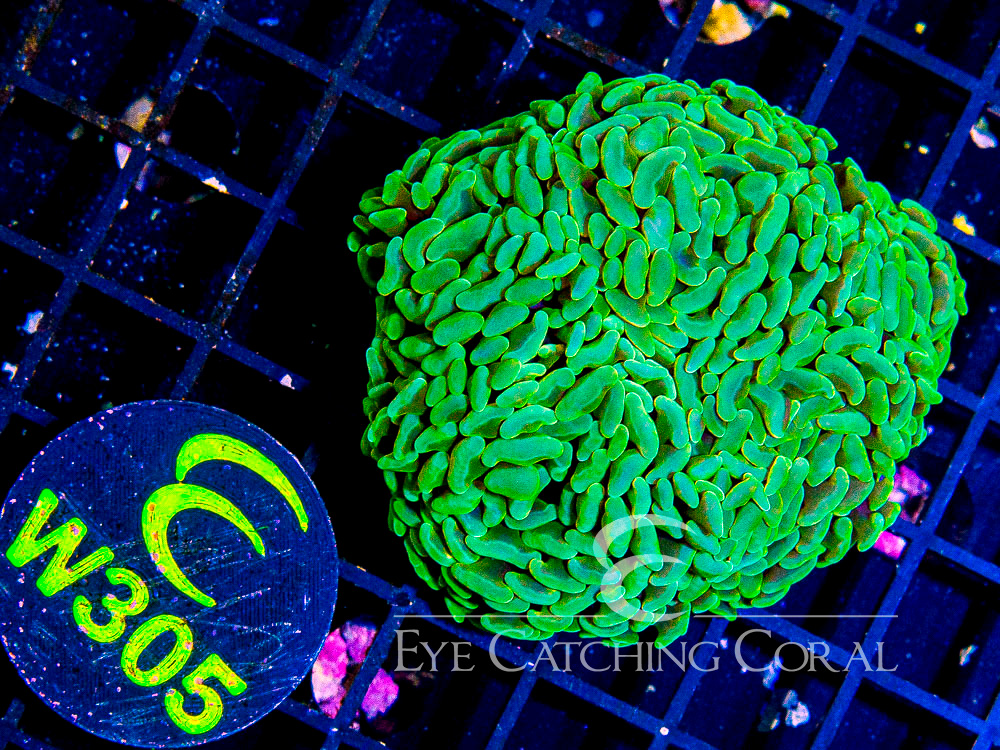 Aussie Yellow or Super Green Branching Hammer  5 Headed Colony - Disc W305
