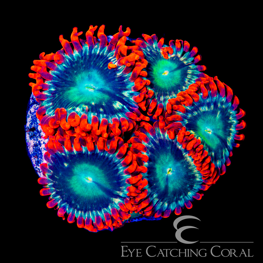 ECC Flame Blast Zoanthid Frag (4+Polyp Average)