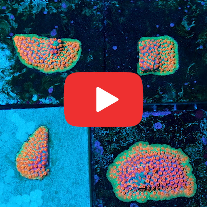 ECC Candyland Cyphastrea Frag