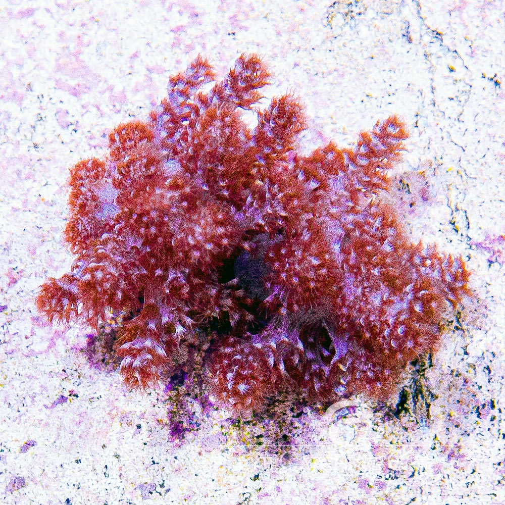 ECC Kenya Tree XL Frag (On 2-2.5" Real Reef Disc)