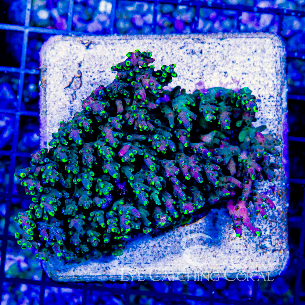 ECC Natures Magic Acropora Frag