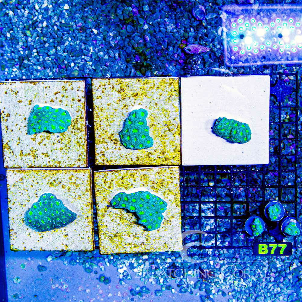 ECC Glowing Grove Micromussa Frag
