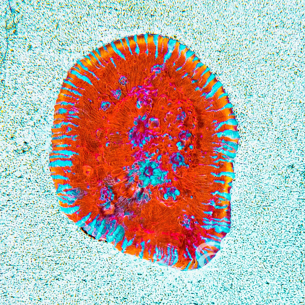 ECC Aphrodite Chalice Frag