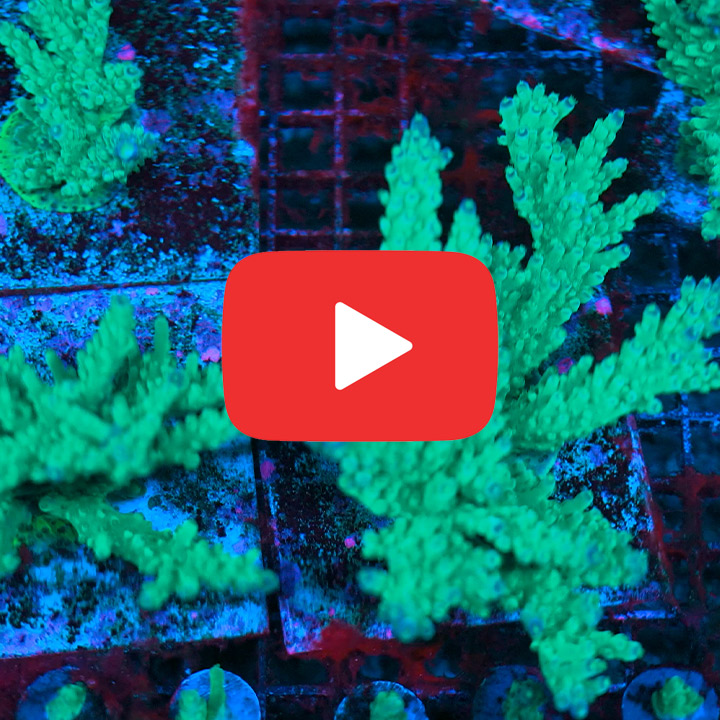 ECC Ice Tort Acropora Frag