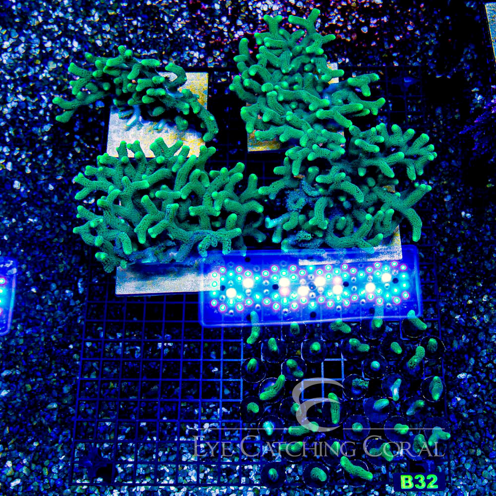 ECC Lush Oasis Birdsnest Frag