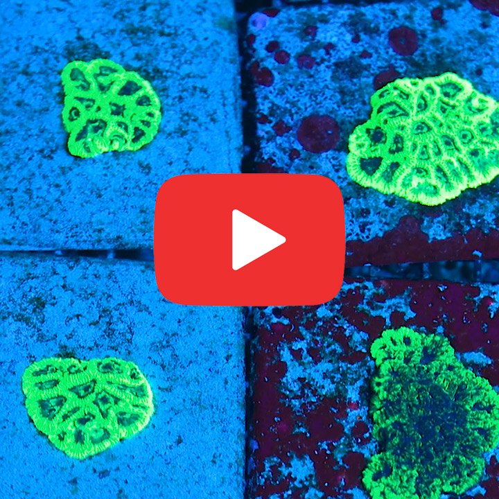CC Green Goblin Favia Frag