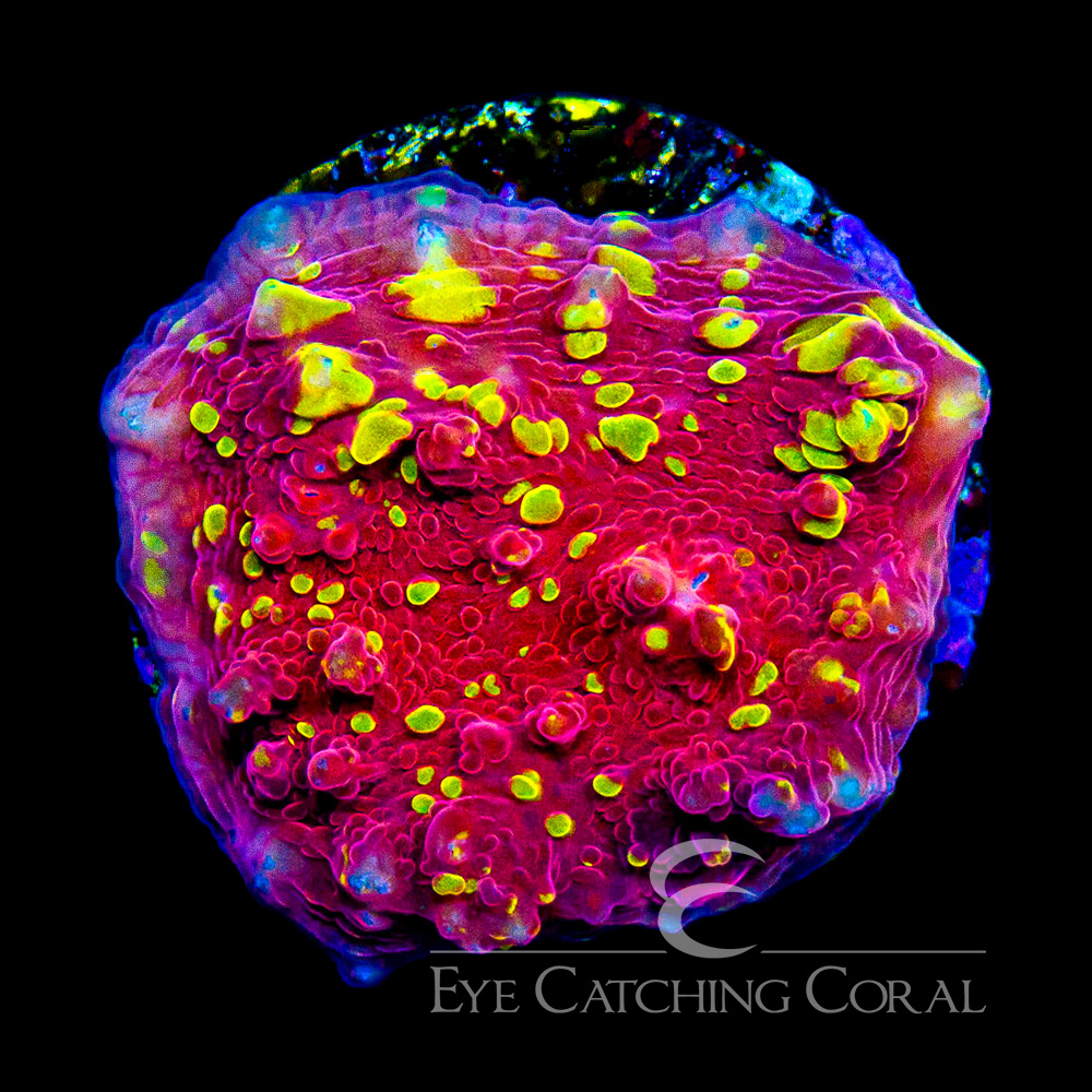 ECC Red Baron Chalice Frag