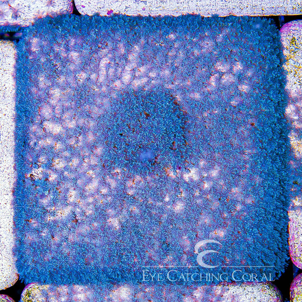 ECC Blue Snowflake Polyp Big Frag