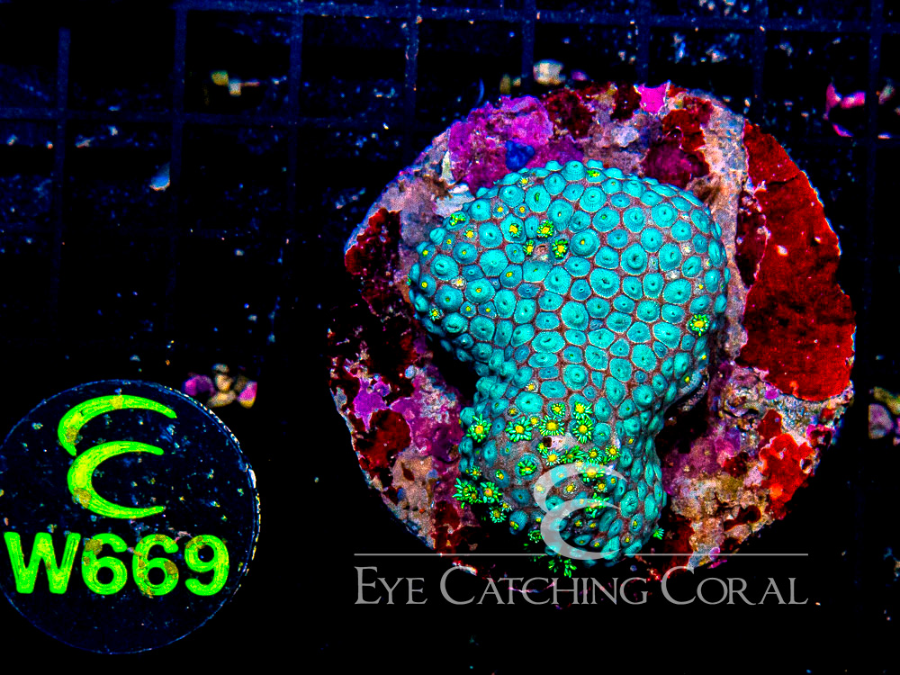 Indo Goniopora M - Disc W669