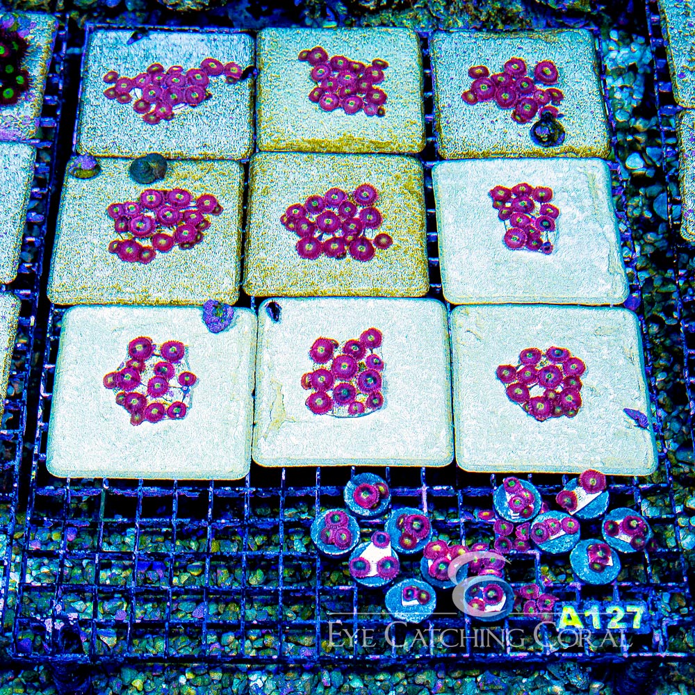 ECC Playboy Bunny Palythoa Frag (4+ Polyp Average)