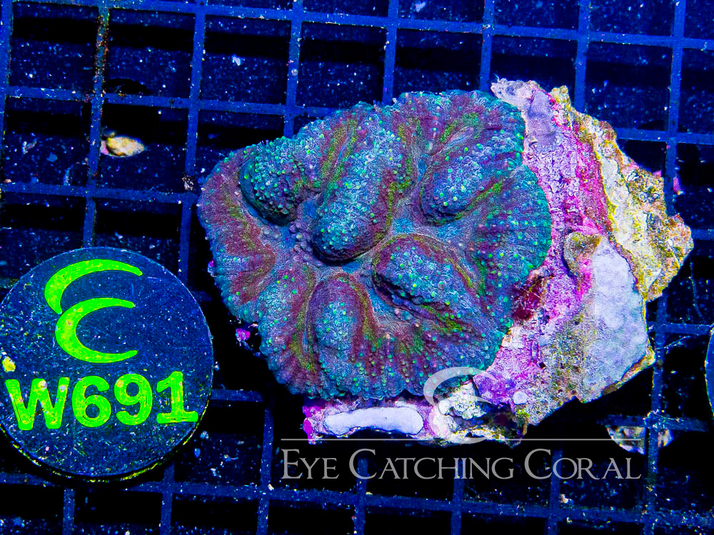 Indo Lobophyllia or Symphyllia S - Disc W691