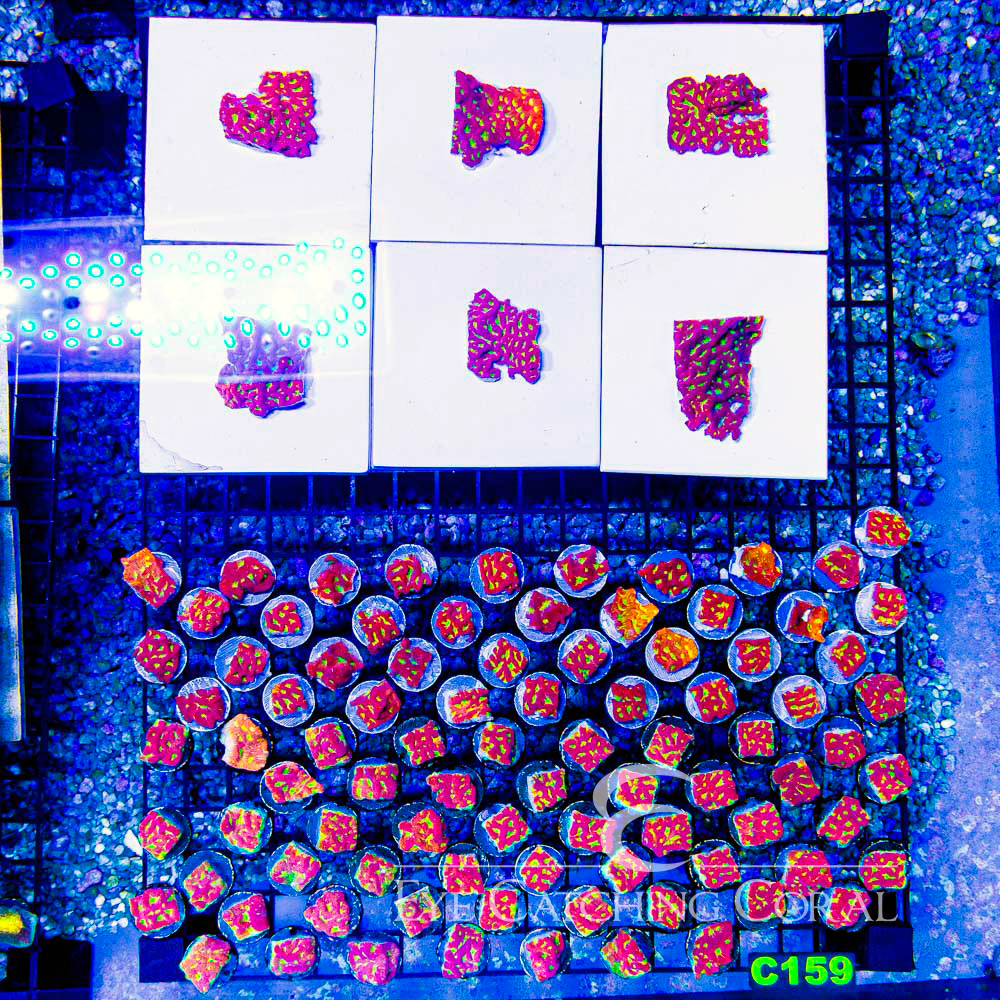 ECC Solar Flare Leptoseris Frag