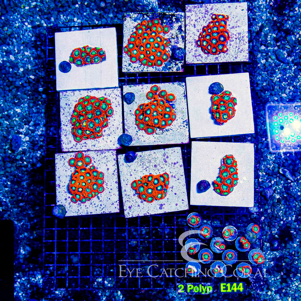 ECC Flame Blast Zoanthid Frag