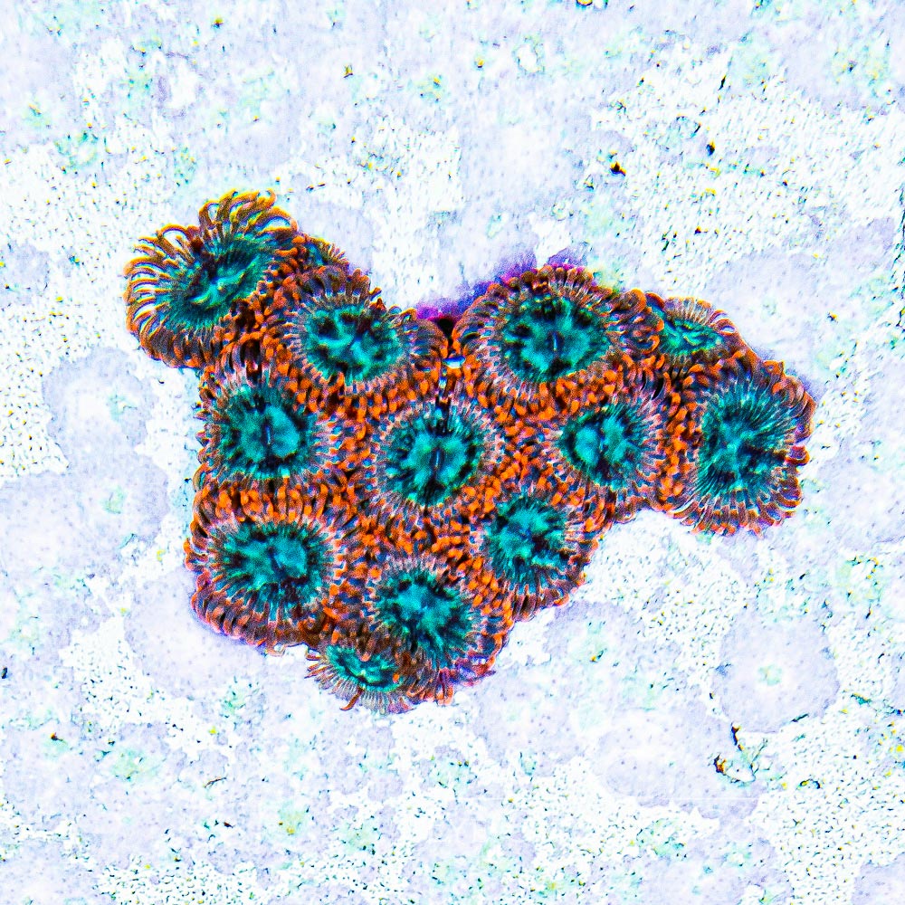 ECC Volcanic War Zoanthid Frag (4+ Polyp Average)