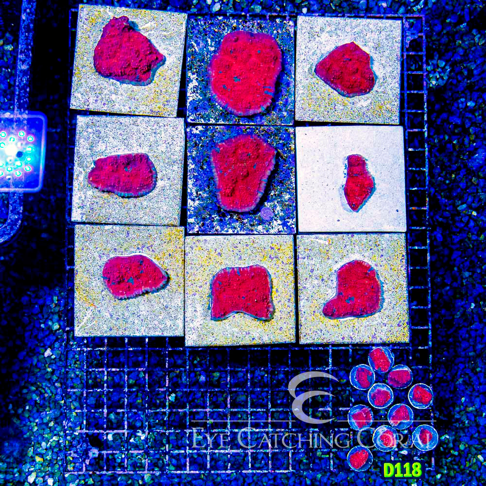 ECC Red Sun Chalice Frag