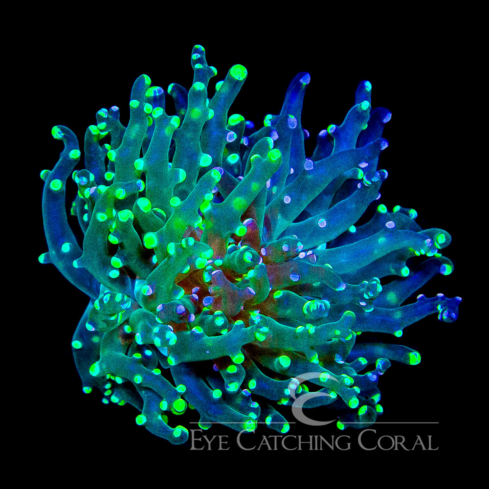 ECC Sweet & Sour Frogspawn Frag