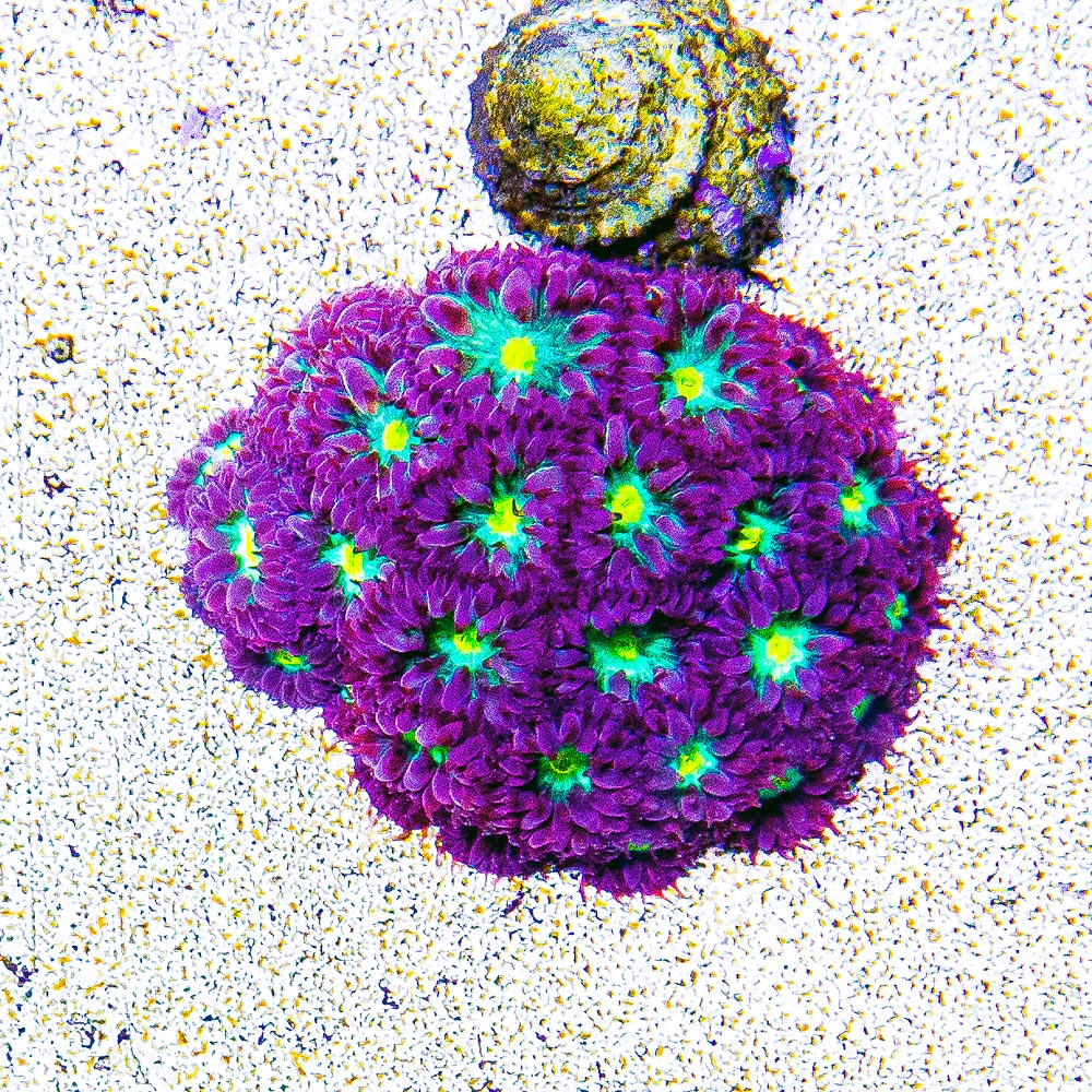 ECC Hawaiian Sunset Blastomussa Merletti Frag