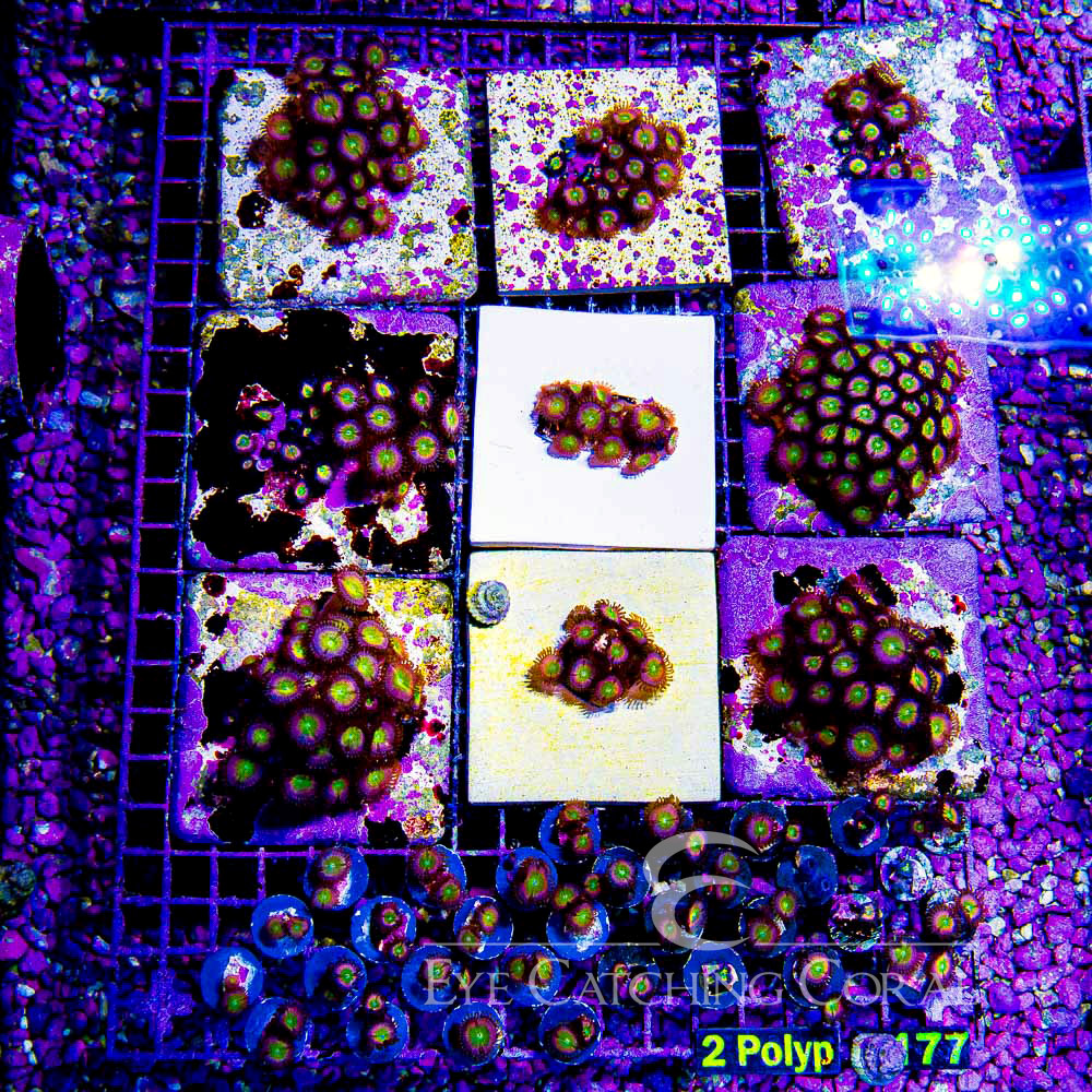 ECC Sunny D Zoanthid Frag