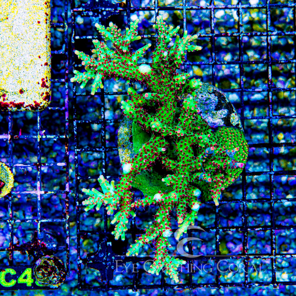 ECC Shortcake Acropora Frag