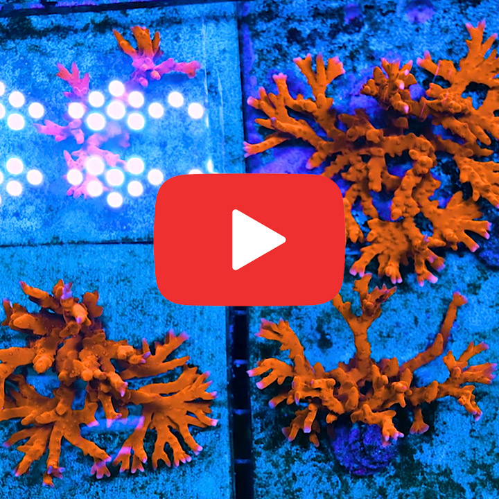 ECC Fire Starter Montipora Frag