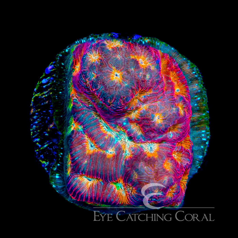 ECC Prime Time Leptoseris Frag