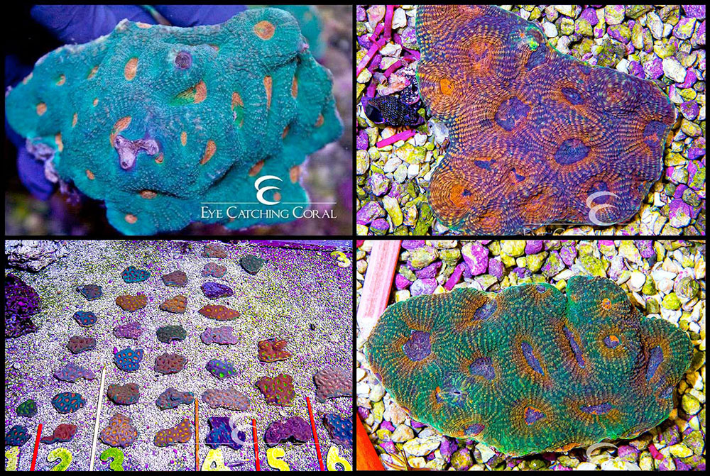 Acan Echinata Ultra
