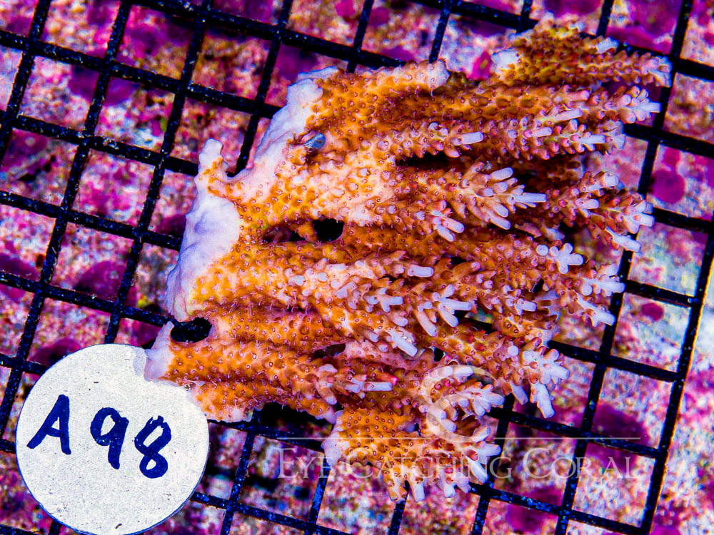 Aussie Acropora - Priced by size and color  M - Disc A98