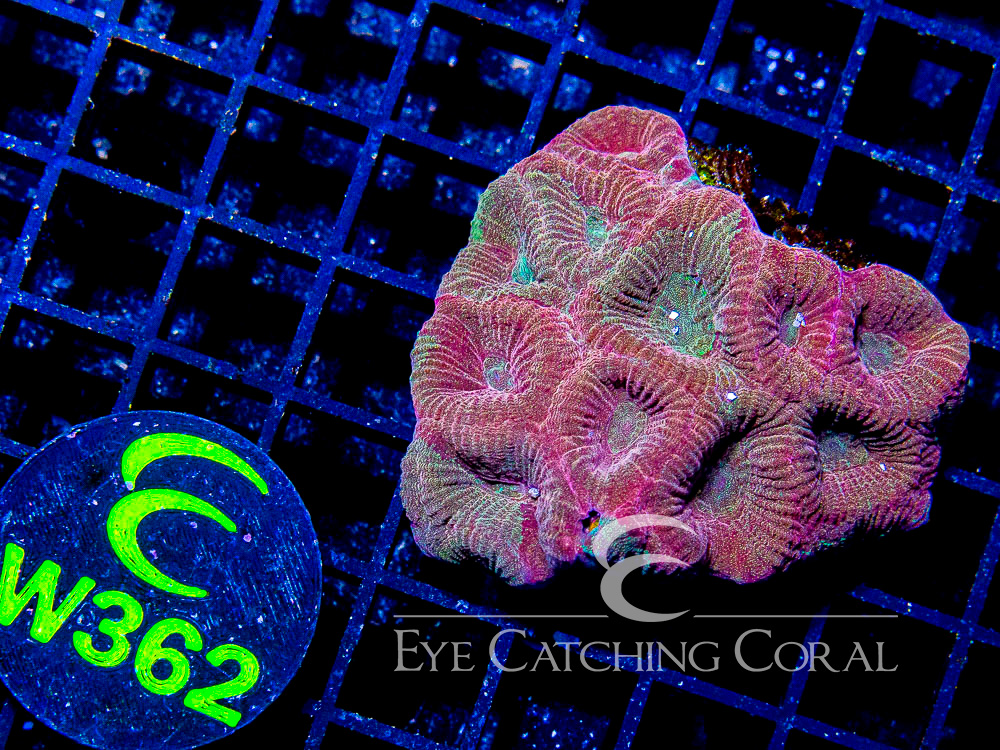 Aussie Prism Favia Unique XS - Disc W362