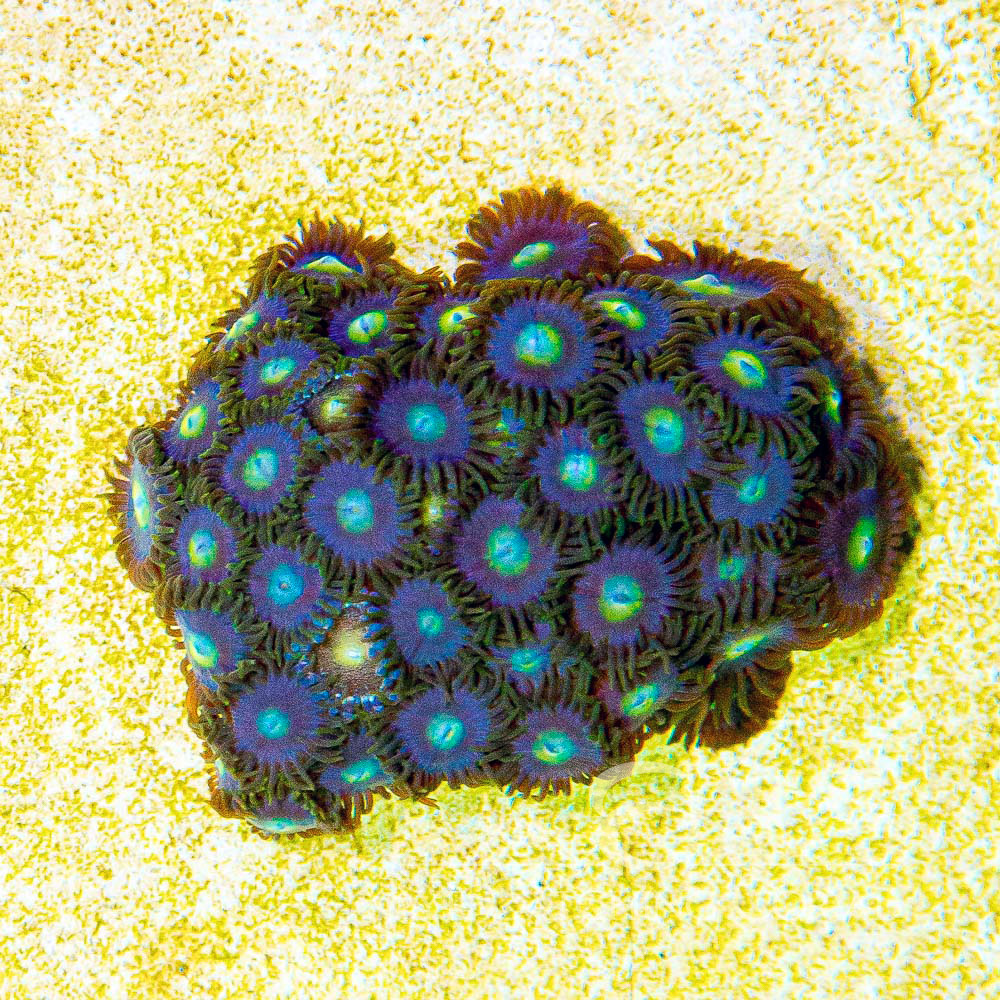 ECC Blueberry Zoanthid Frag (4+ Polyp Average)