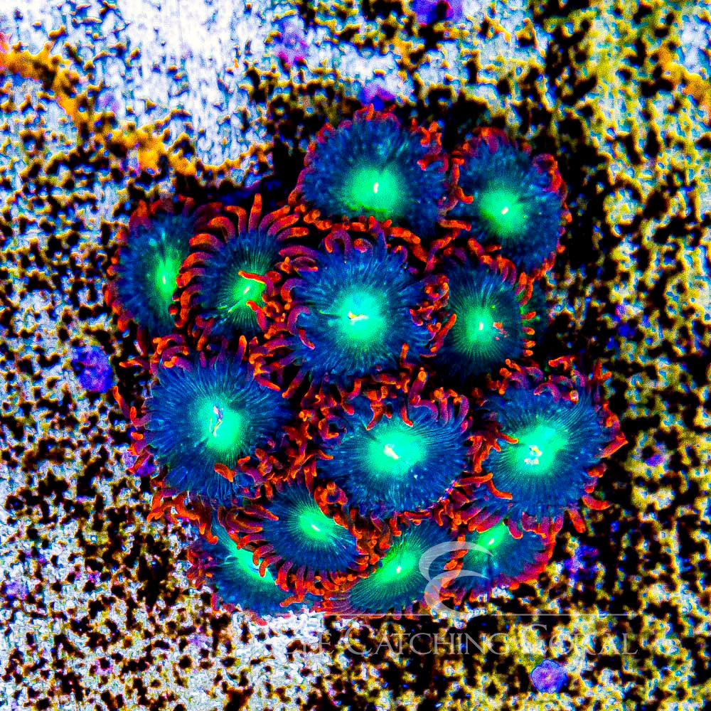 ECC Redwood Zoanthid Frag (Big Polyp Zoa) (2+Polyp Average)