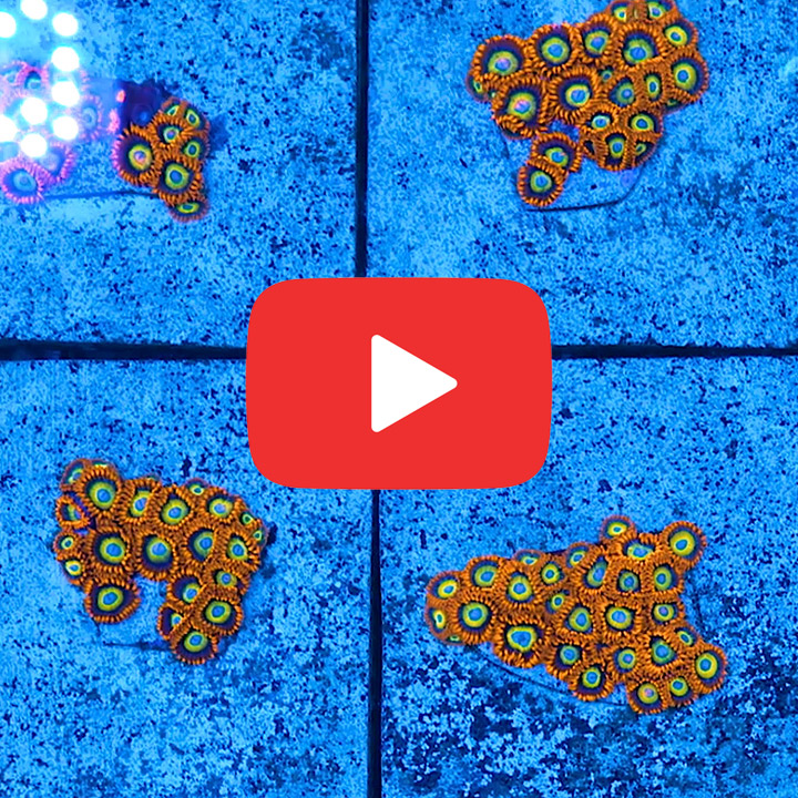 ECC Blue Eyed Blondies Zoanthid Frag (4+Polyp Average)