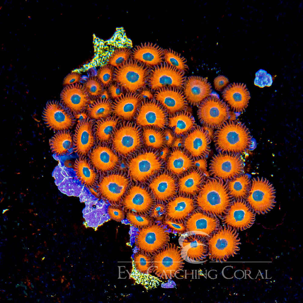 ECC Charmander Zoanthid Frag (4+ Polyp Average) | Aquacultured