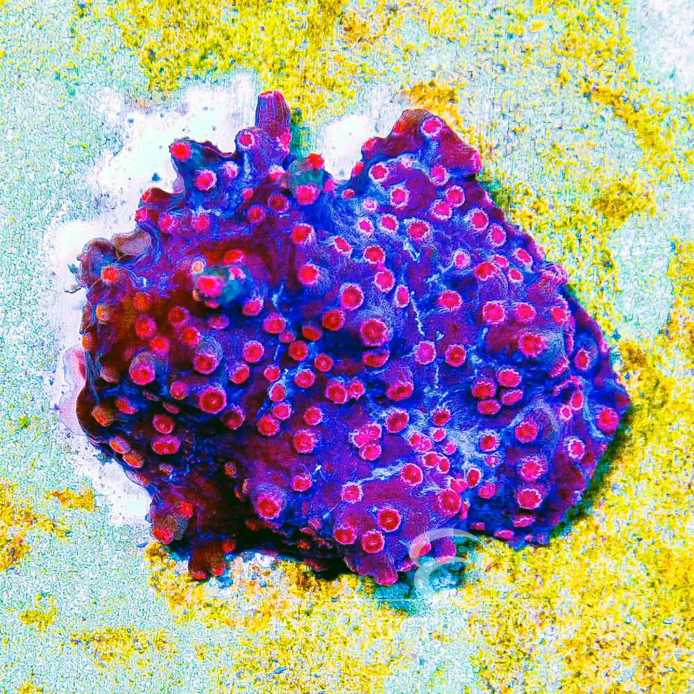 ECC Cherry Blossom Branching Cyphastrea Frag